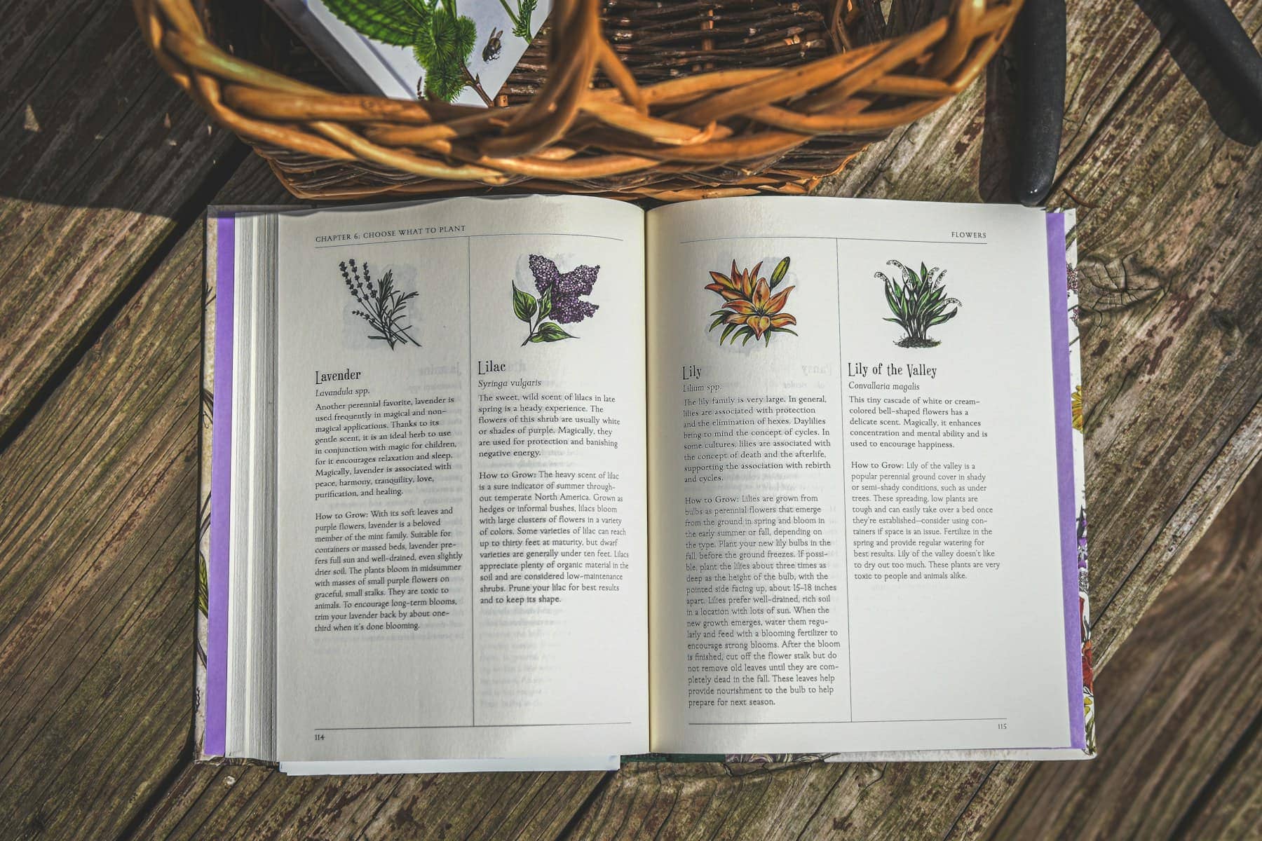 Un livre ouvert aux illustrations de plantes sur une surface en bois